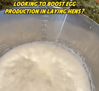 Želite povečati proizvodnjo jajc pri polaganju kokoši?